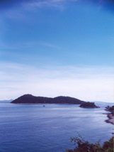 bat island
