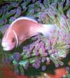 Clownfish at Ko-Khaangkhaao