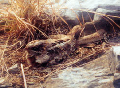 Indian nightjar